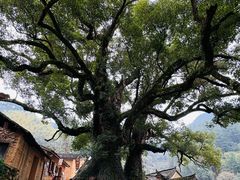 -杨家堂村