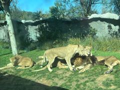 -北京野生动物园