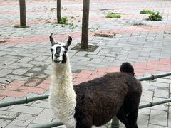 -贵州森林野生动物园