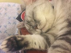-猫色咖啡·猫咖