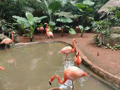 -海南热带野生动植物园