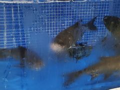 -香山湖渔家大院