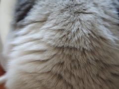 -中农国际动物医院24小时·猫科·骨科·急重症中心