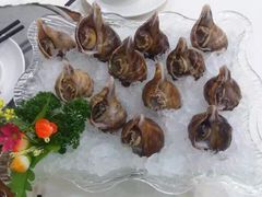 冰镇海螺-凯盈阁·顺德私房菜·桑拿鸡