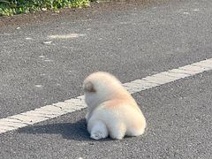 -申普宠物医院·眼科·心内科·影像科(普陀分院)