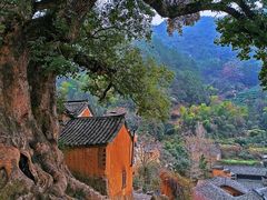 -杨家堂村