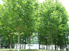 -上海海湾国家森林公园