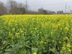 -桤木河湿地公园