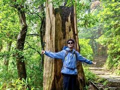 -天目山大树王景区