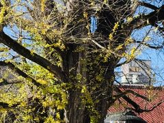 -医王山·飞騨国分寺