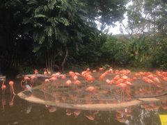 -新加坡飞禽公园