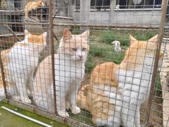 -成都爱之家动物救助中心