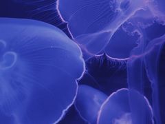-欢乐海岸海洋奇梦馆