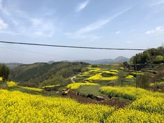 -桑洲油菜花景区