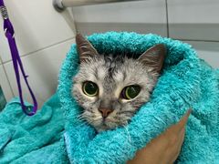 -爱宠屋pet shop·宠物洗澡·宠物美容