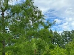 -昆山城市生态森林公园