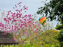 -中国科学院西双版纳热带植物园