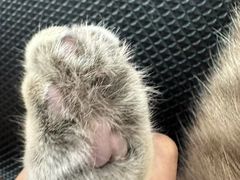 -唐小姐の私宠·宠物洗护美容·撸猫馆·购宠(周浦万达旗舰店)