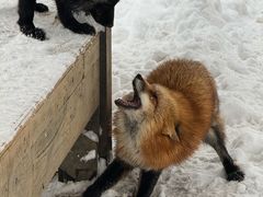 -宫城藏王狐狸村