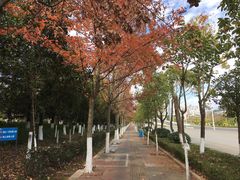 -洛龙公园