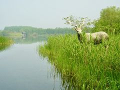 -溱湖国家湿地公园