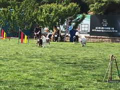 -趣玩宠物乐园寄养训犬训狗游泳池