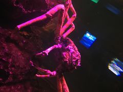 -暹罗海洋世界