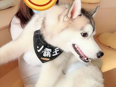-Husky Go! 哈士奇体验馆·宠物咖啡厅狗咖