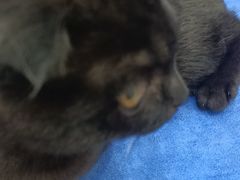 -佑安动物医院·全科·内窥镜中心(幸福巷店)