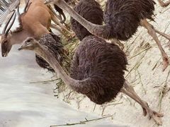 -泉州海丝野生动物世界