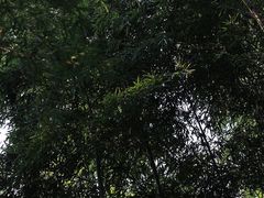 -上海佘山国家森林公园天马山园