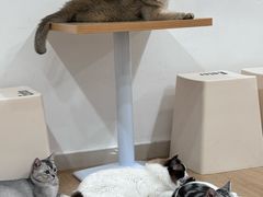 -有喵·猫咖·狗咖·30几只猫10只小狗(岗厦店)