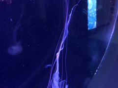 -乌鲁木齐海洋馆