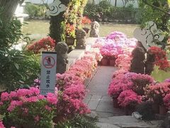 -上海醉白池公园