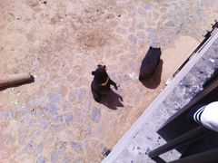 -石家庄市动物园