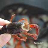 夏季宵夜都爱的麻辣小龙虾