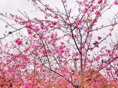 -天适樱花悠乐园