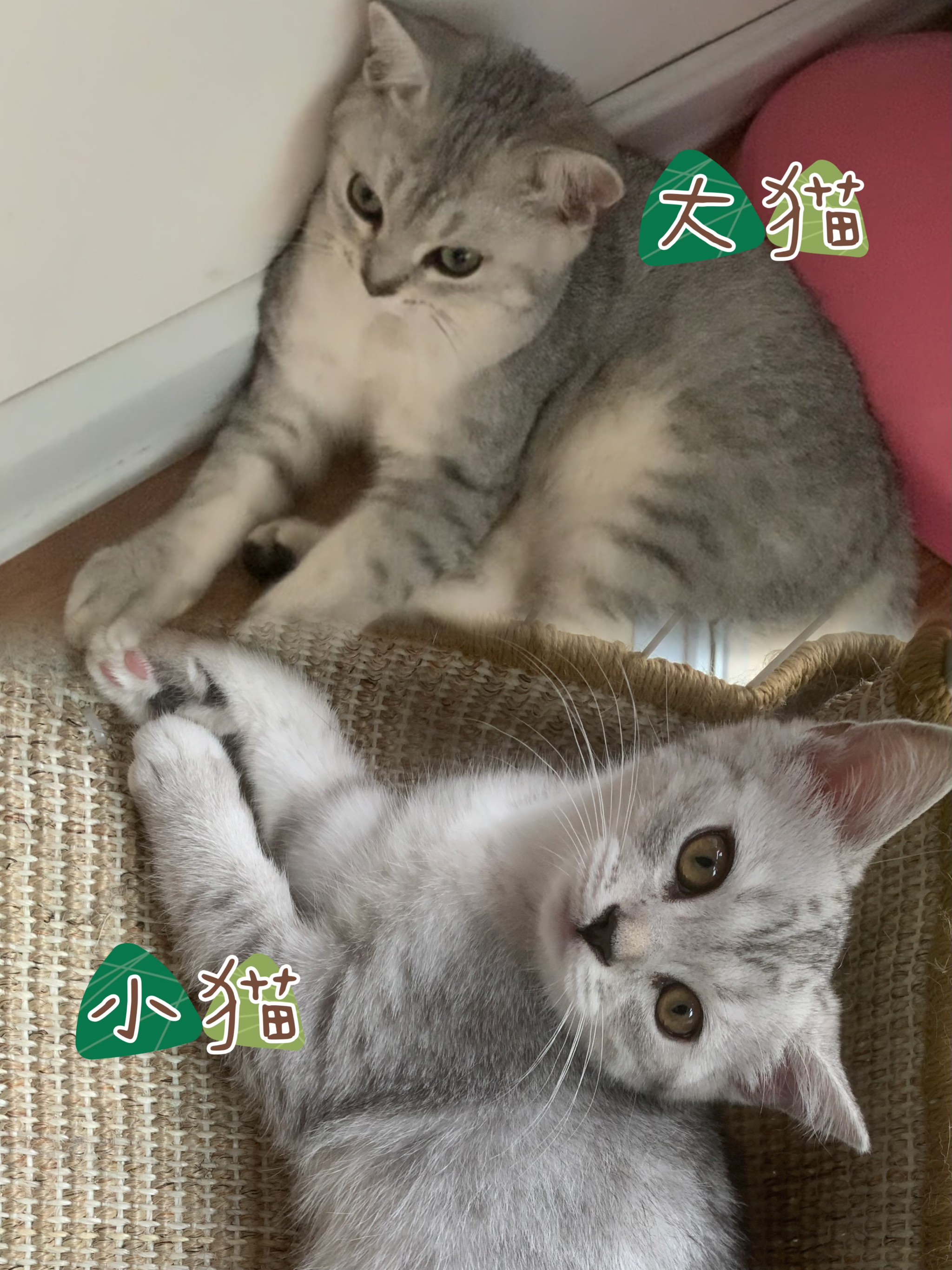 银渐层母猫和公猫对比图片