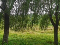 -永定河休闲森林公园