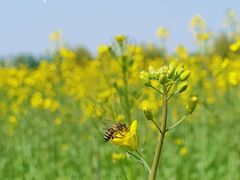 -汉长安城未央宫国家考古遗址公园