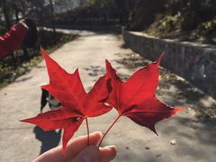 -北京鹫峰国家森林公园