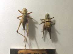 -上海昆虫博物馆