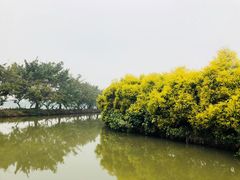 -大湾区中央湿地公园