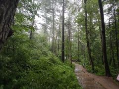 -五营红松林海景区