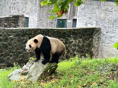 -都江堰中华大熊猫苑