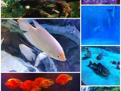 -多彩贵州城极地海洋世界