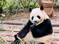 -成都大熊猫繁育研究基地