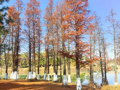 -瑶湖郊野森林公园