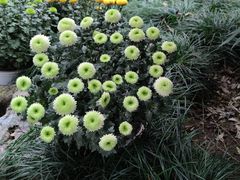 -杭州植物园