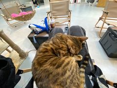 -Heymao猫咖.咖啡厅(东门店)